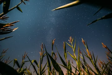 Foto auf Acrylglas Bottom View Of Night Starry Sky With Milky Way From Green Maize  © Grigory Bruev