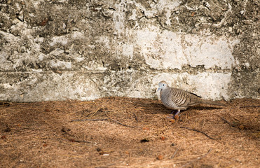 The pigeon, foraging in the morning   