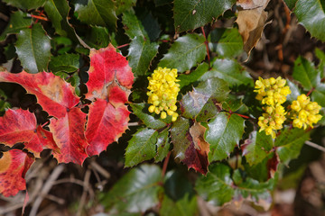 Gewöhnliche Mahonie