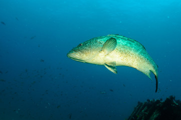 Obraz premium Yellow Leopard grouper (Mycteroperca rosacea), in a school, reefs of the Sea of Cortez, Pacific ocean. Cabo Pulmo National Park, Baja California Sur, Mexico. The world's aquarium.