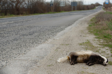 Badger killed by car on the road. Wild animal killed from auto on the road/