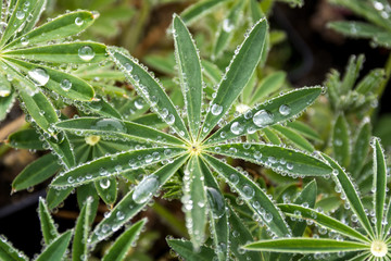 Wassertropfen auf Lupinen, 3