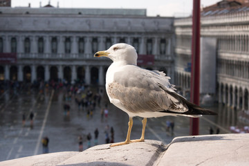 A wild seagull sitting in Venice on a Piazza San Marco square