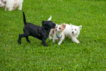 Playing puppies in the dog school