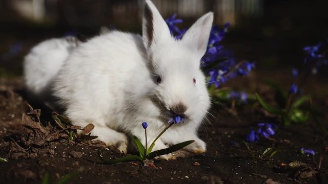 White Easter bunny in the early spring morning