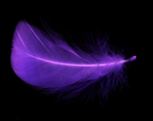 Naklejka premium Niebieskie pióro na czarnym tle