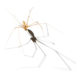 Spider with shadow on white background