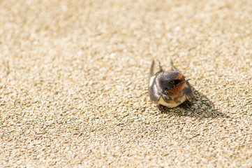 Barn swallow,  standing on the floor to get exposure at dawn  