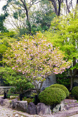 Fototapeta premium Blooming Cherry Tree in Japanese Garden