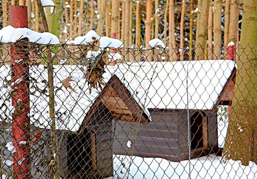 psie budy w schronisku, adopcja zwierząt