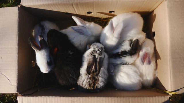 Many small rabbit in a cardboard box outdoors