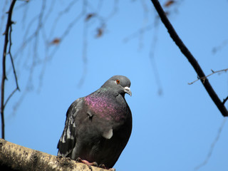 Gray dove sitting on a tree branch against a blue sky. Rock pigeon