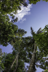 Tree top of tropical forest new zealand looking up at trees