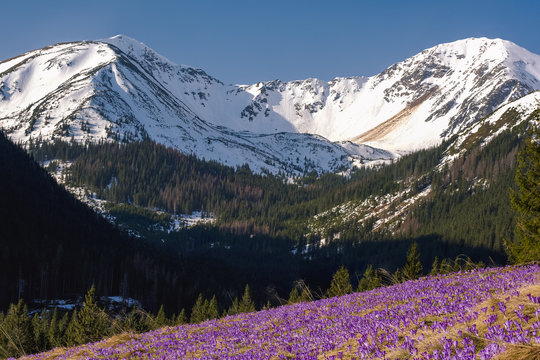 Spring cocus blooming in Alpine snowy mountains