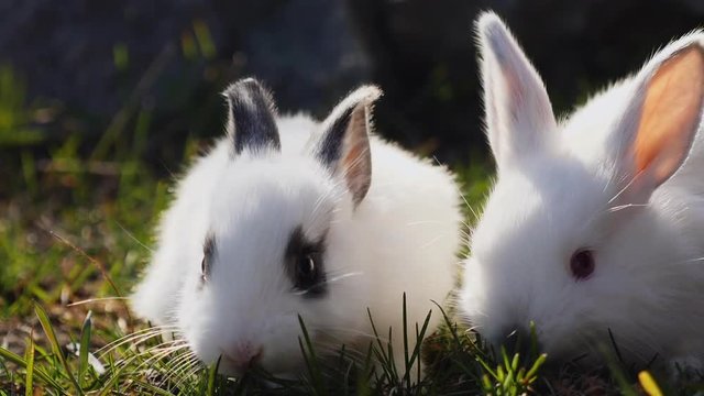 Two small white rabbits on green grass in spring