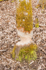 Biber, Biberschaden, Wald, Wanderweg, Baselland, Frühling, Schweiz