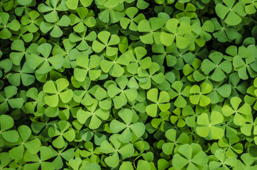 green leaves of marsilea crenata cover on the groung,background and wallpaper