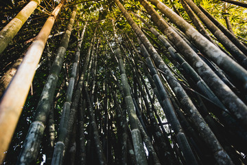 Asian bamboo forest.