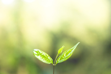 Green young plant with green blur abstract background.