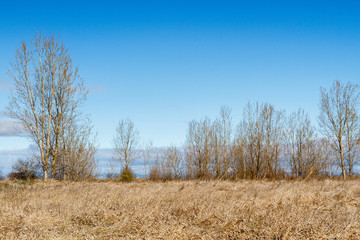 Vegetación de humedal y chopos. San Pedro de las Dueñas, El Páramo, León.