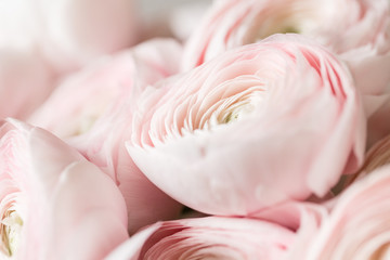 Fototapeta na wymiar many layered petals. Persian buttercup. Bunch pale pink ranunculus flowers light background. Wallpaper, Horizontal photo