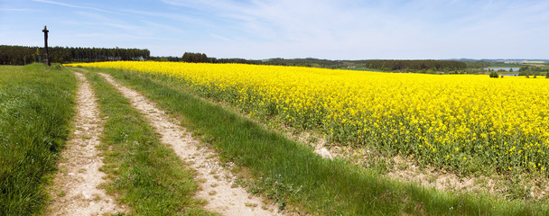 Field of rapeseed, canola or colza