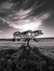 silhouette of lonely tree in black and white with strong sunset light