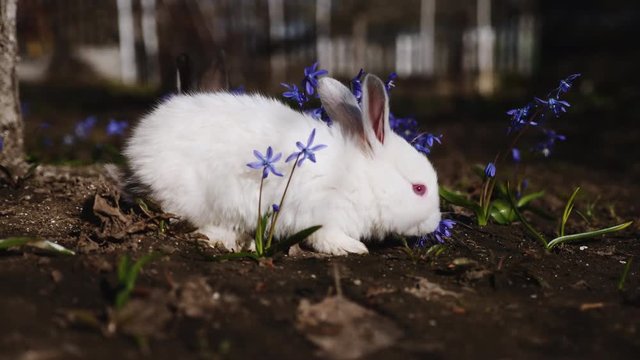 Video of small white rabbit outdoors