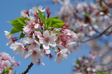 葉桜
