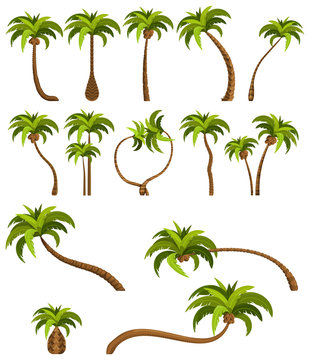 Palm trees isolated on white background. Beautiful vectro palma tree set vector illustration