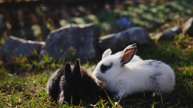 Little rabbits on green grass in spring day