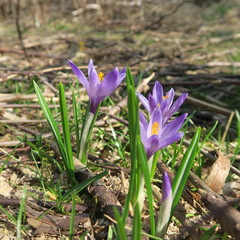 Crocus, the first flowers that bloom in spring in Germany