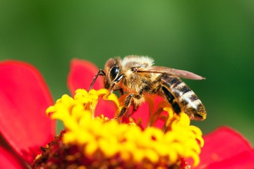 bee or honeybee in Latin Apis Mellifera