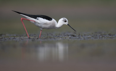 Black winged stilt