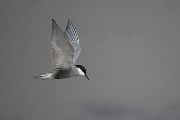 Whiskered tern (Chlidonias hybrida)