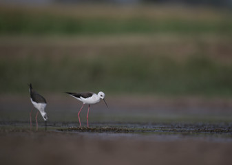 Black winged stilt