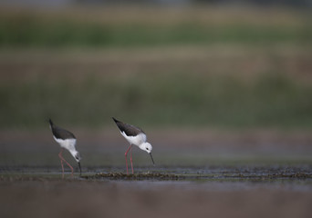 Black winged stilt