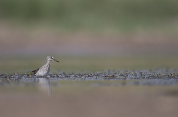 Wood sandpiper (Tringa glareola)