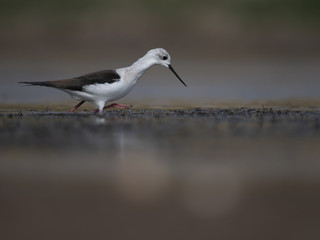Black winged stilt in wetland