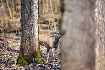 Roe buck in the forest