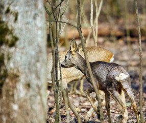 Roe buck in the forest