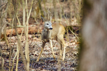 Roe buck in the forest