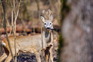 Roe buck in the forest
