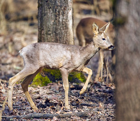 Roe buck in the forest