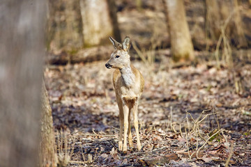 Roe buck in the forest