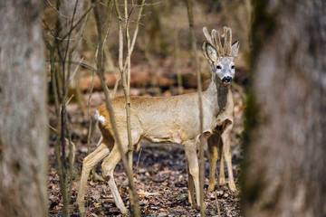 Roe buck in the forest