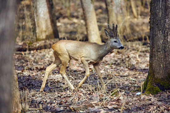 Roe buck in the forest