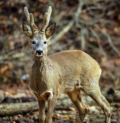 Roe buck in the forest