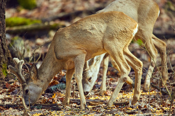 Roe buck in the forest
