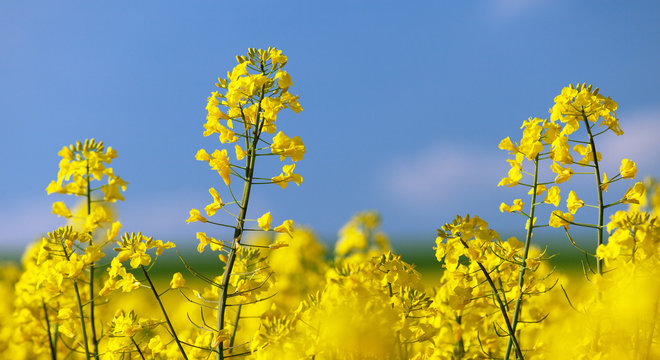 flowering rapeseed canola or colza